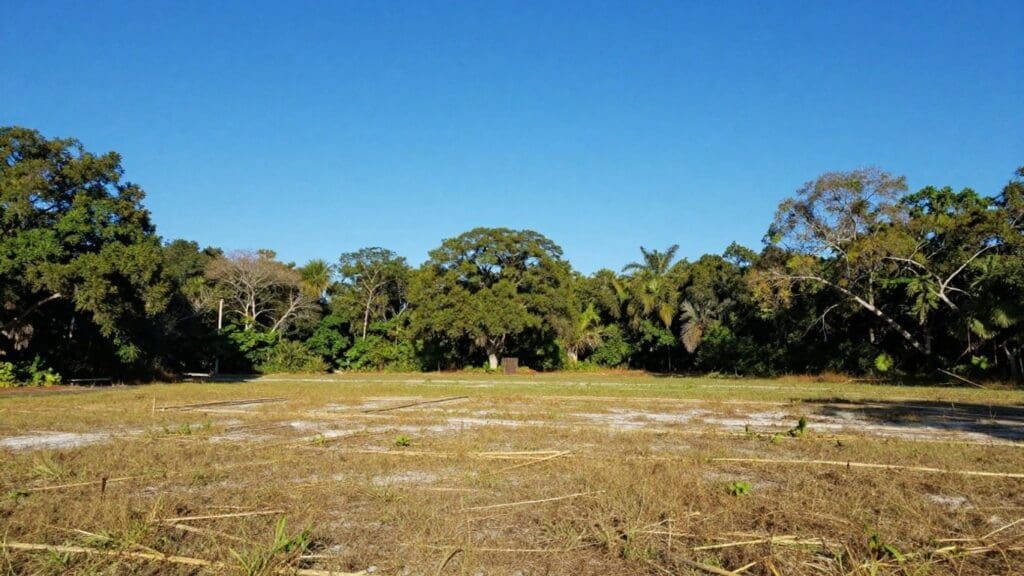 Open grassy field with trees under clear blue sky